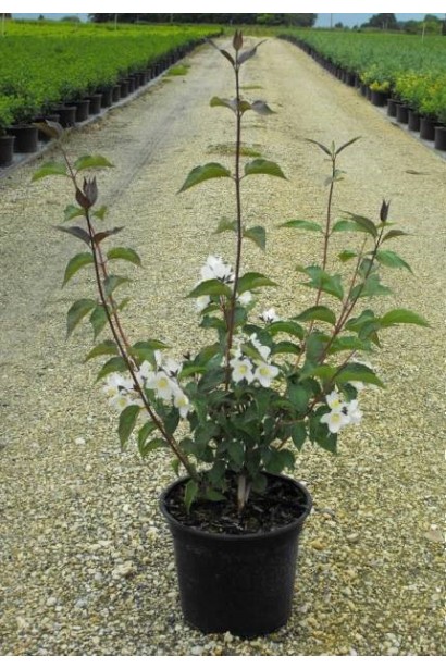 Philadelphus hybrida Starbright